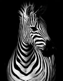 Zebra Zoey