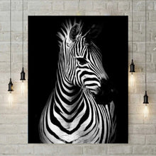 Zebra Zoey