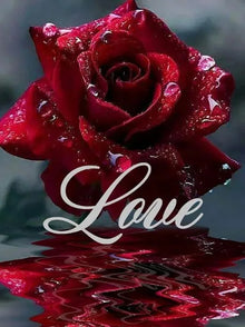 Rose Love